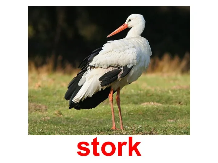 stork