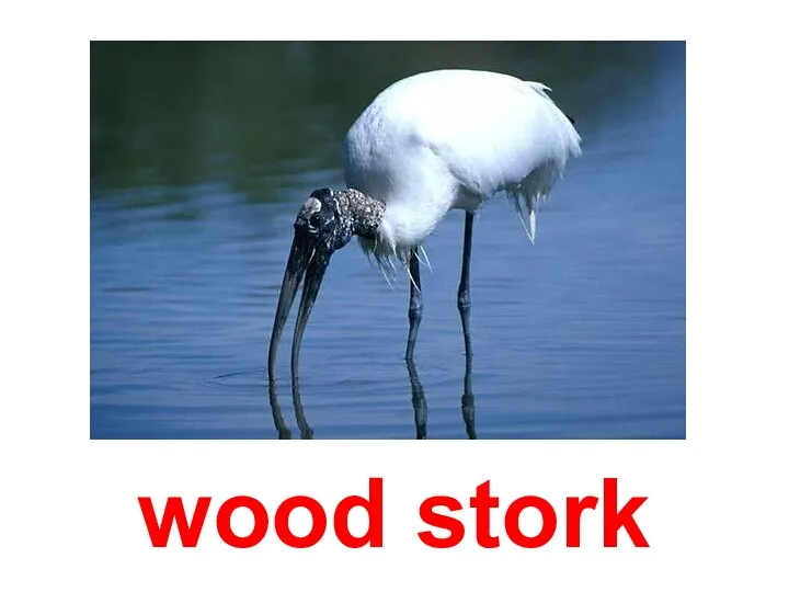 wood stork