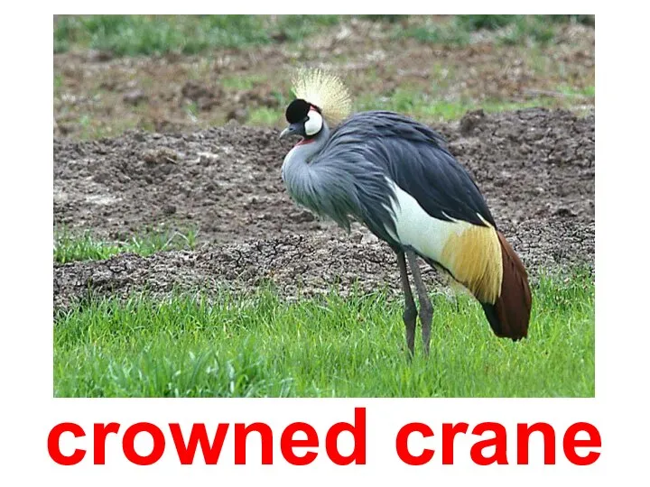 crowned crane