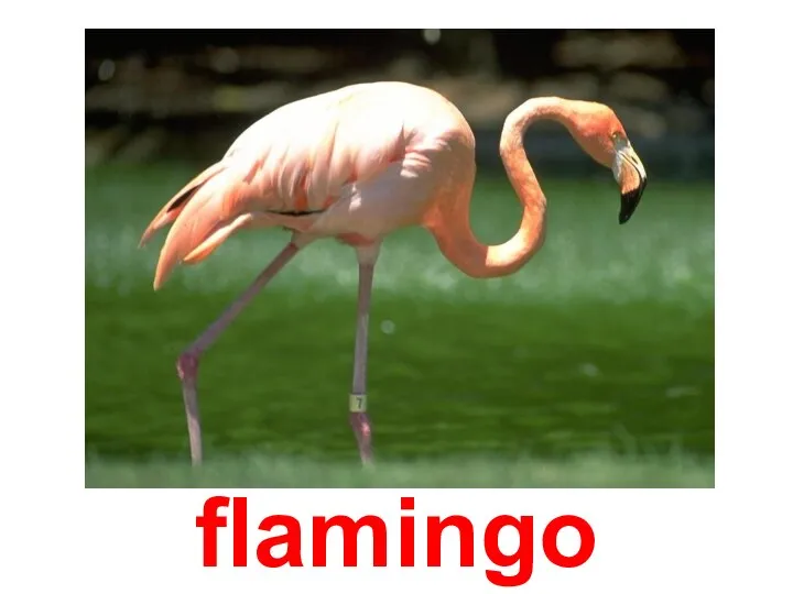 flamingo