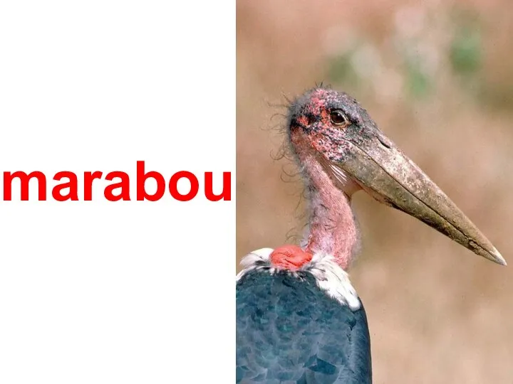 marabou