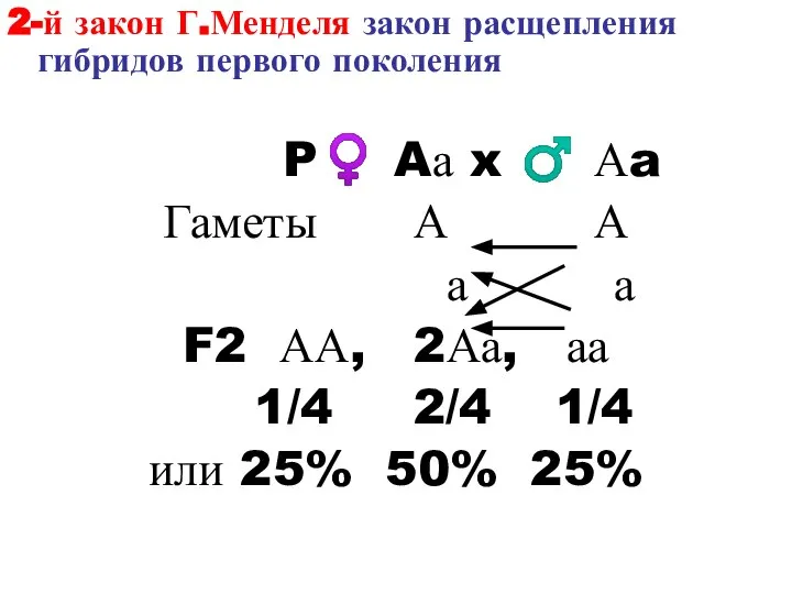 2-й закон Г.Менделя закон расщепления гибридов первого поколения P♀ Aа x ♂