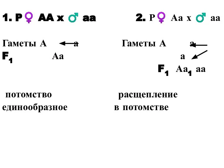 1. P♀ AA x ♂ aa 2. Р♀ Аа х ♂ аа