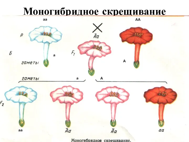 Моногибридное скрещивание