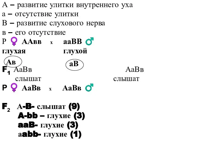 А – развитие улитки внутреннего уха а – отсутствие улитки В –