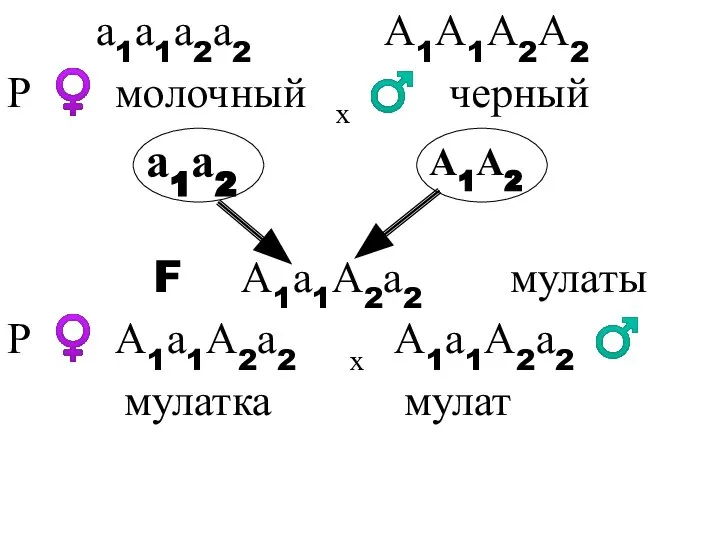 а1а1а2а2 А1А1А2А2 Р ♀ молочный х ♂ черный F А1а1А2а2 мулаты Р