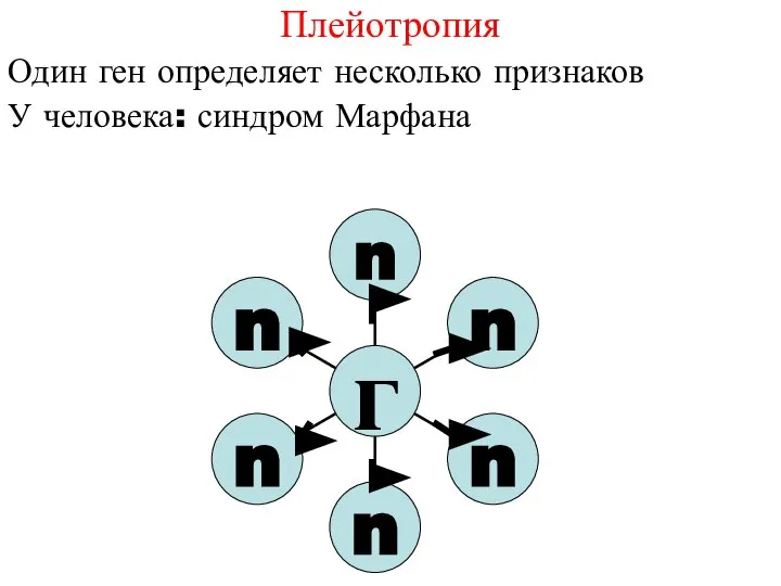 Плейотропия Один ген определяет несколько признаков У человека: синдром Марфана