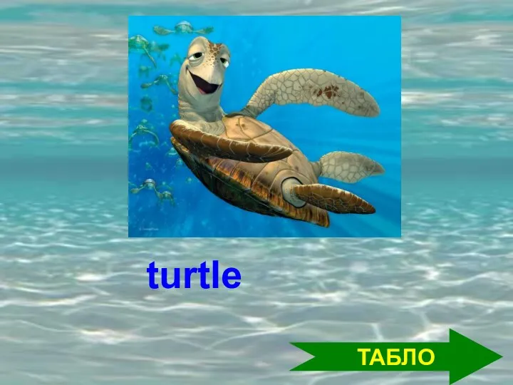 ТАБЛО turtle