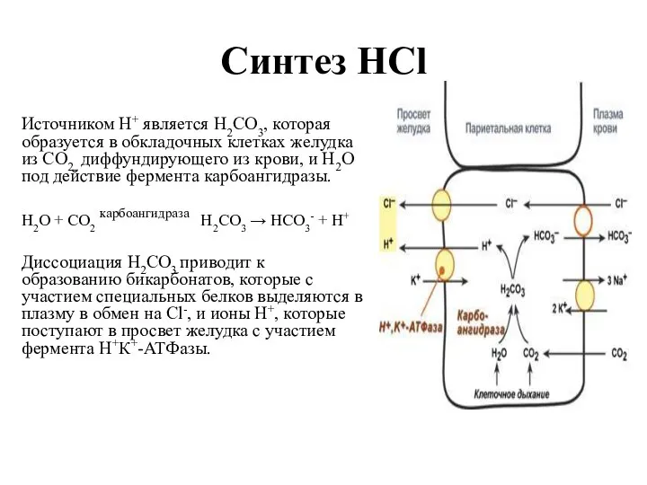 Синтез HCl Источником H+ является Н2СО3, которая образуется в обкладочных клетках желудка