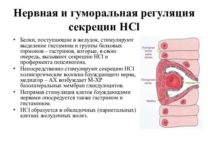 Нервная и гуморальная регуляция секреции HCl Белки, поступающие в желудок, стимулируют выделение