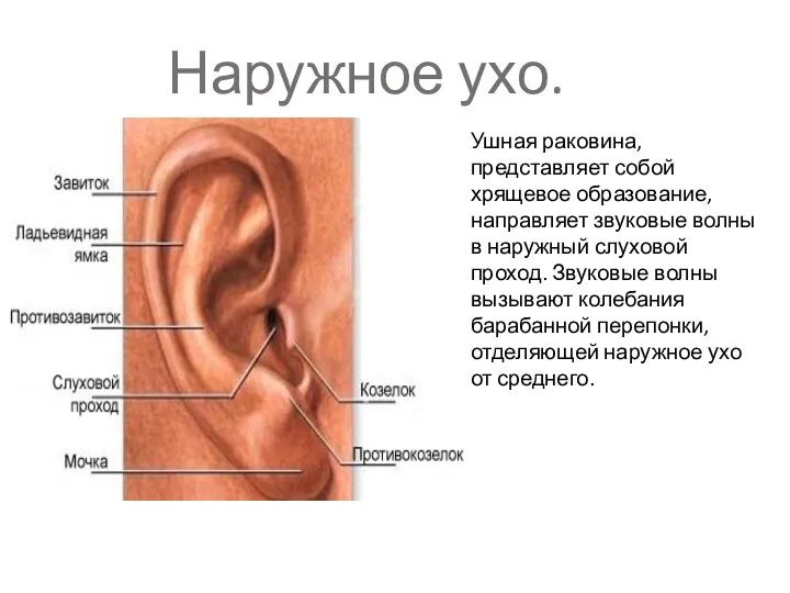 Наружное ухо. Ушная раковина, представляет собой хрящевое образование, направляет звуковые волны в