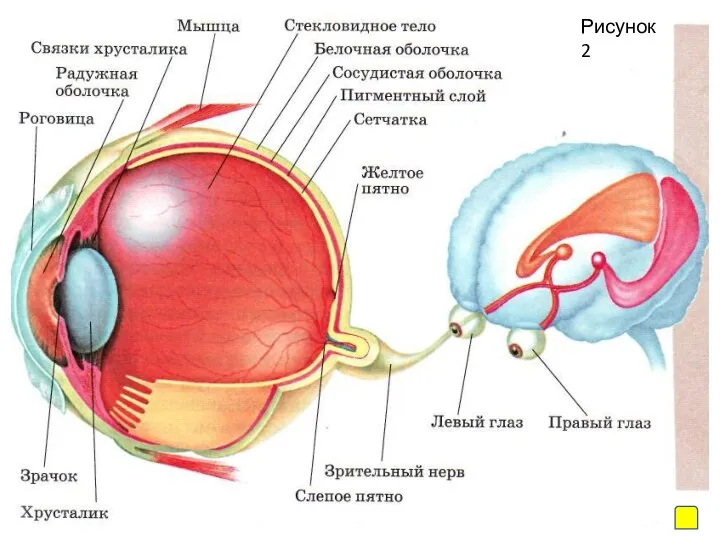 Рисунок 2