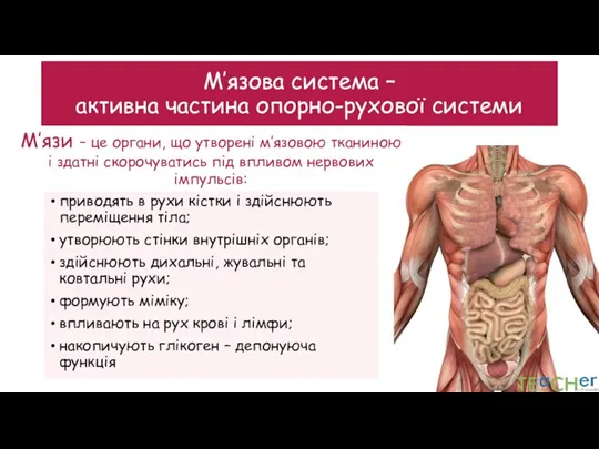 М’язова система – активна частина опорно-рухової системи приводять в рухи кістки і