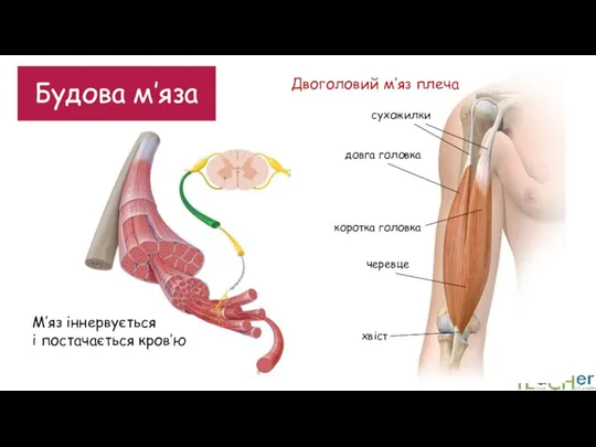 Будова м’яза М’яз іннервується і постачається кров’ю