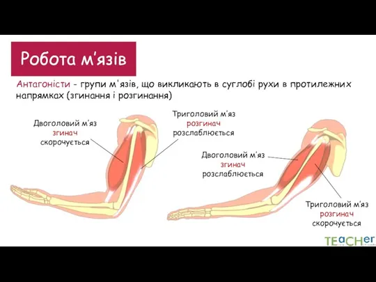 Робота м’язів Антагоністи - групи м'язів, що викликають в суглобі рухи в