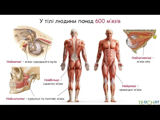 У тілі людини понад 600 м’язів Найменші – м’язи середнього вуха Найсильніші