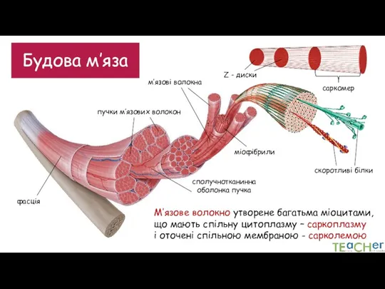 Будова м’яза пучки м’язових волокон сполучнотканинна оболонка пучка м’язові волокна М’язове волокно