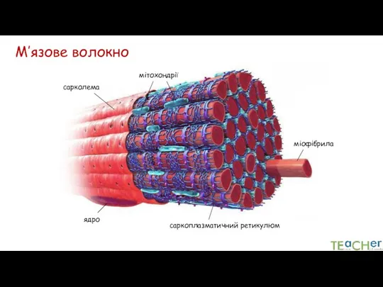 сарколема ядро мітохондрії М’язове волокно міофібрила саркоплазматичний ретикулюм