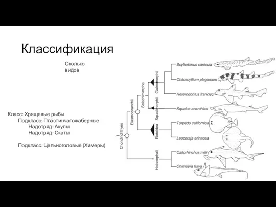 Классификация Класс: Хрящевые рыбы Подкласс: Пластинчатожаберные Надотряд: Акулы Надотряд: Скаты Подкласс: Цельноголовые (Химеры) Сколько видов