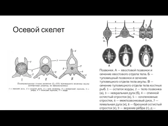 Осевой скелет Позвонки. А — хвостовой позвонок и сечение хвостового отдела тела.