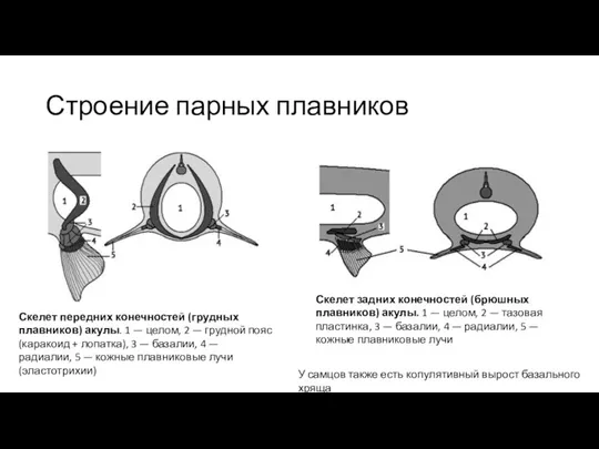 Строение парных плавников Скелет передних конечностей (грудных плавников) акулы. 1 — целом,