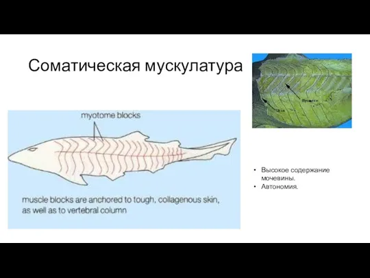 Соматическая мускулатура Высокое содержание мочевины. Автономия.