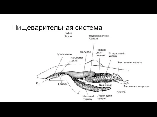 Пищеварительная система