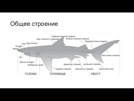 Общее строение