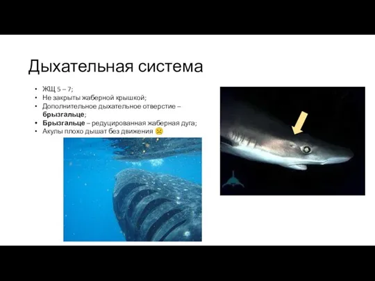 Дыхательная система ЖЩ 5 – 7; Не закрыты жаберной крышкой; Дополнительное дыхательное