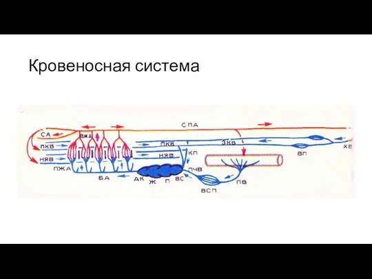 Кровеносная система