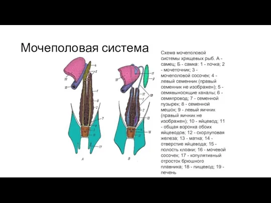 Мочеполовая система