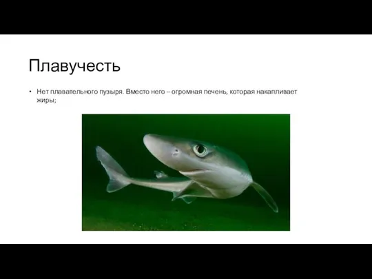 Плавучесть Нет плавательного пузыря. Вместо него – огромная печень, которая накапливает жиры;