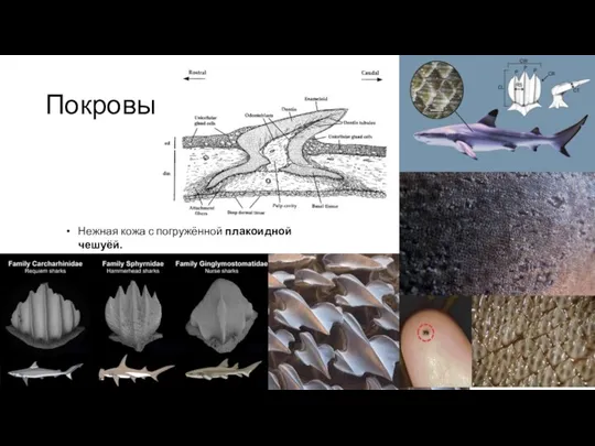 Покровы Нежная кожа с погружённой плакоидной чешуёй.