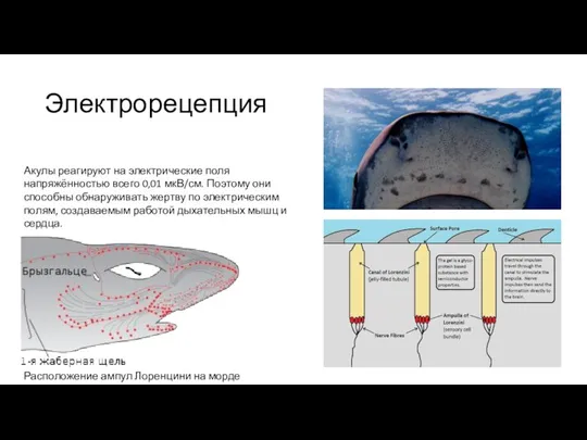 Электрорецепция Расположение ампул Лоренцини на морде акулы Акулы реагируют на электрические поля