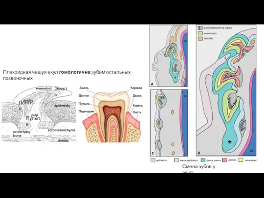 Эмаль Дентин Пульпа Смена зубов у акул Плакоидная чешуя акул гомологична зубам остальных позвоночных