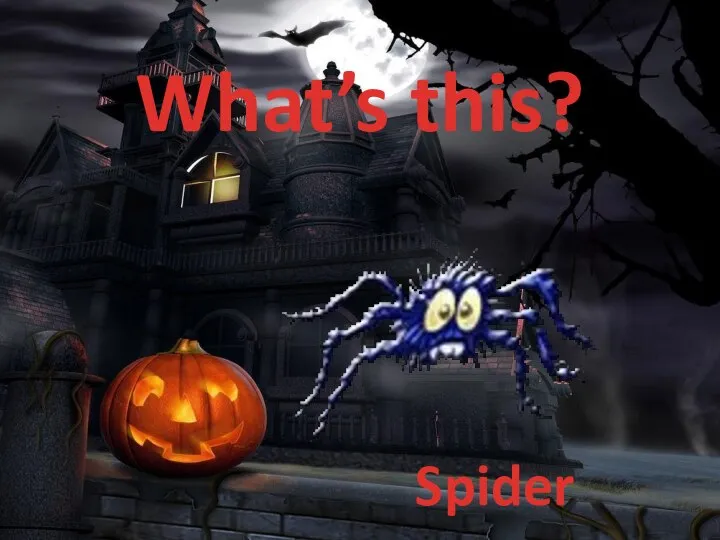 What’s this? Spider