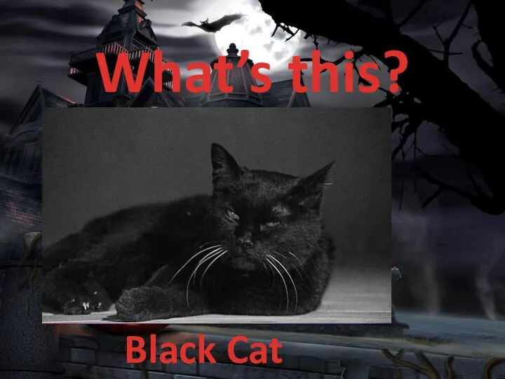 What’s this? Black Cat