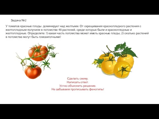 Задача №2 У томатов красные плоды доминирует над желтыми. От скрещивания красноплодного