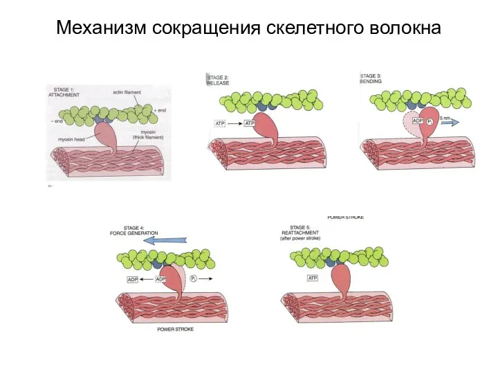 Механизм сокращения скелетного волокна