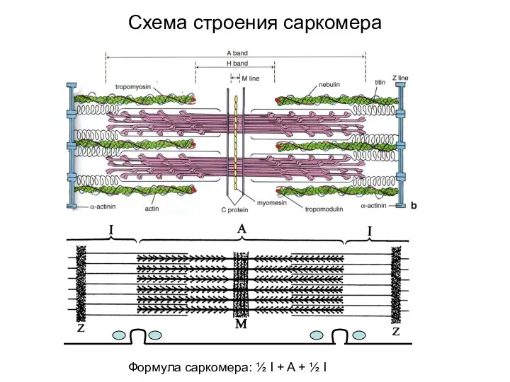 Схема строения саркомера Формула саркомера: ½ I + A + ½ I