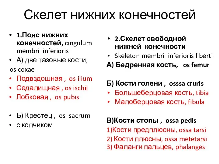 Скелет нижних конечностей 1.Пояс нижних конечностей, cingulum membri inferioris А) две тазовые