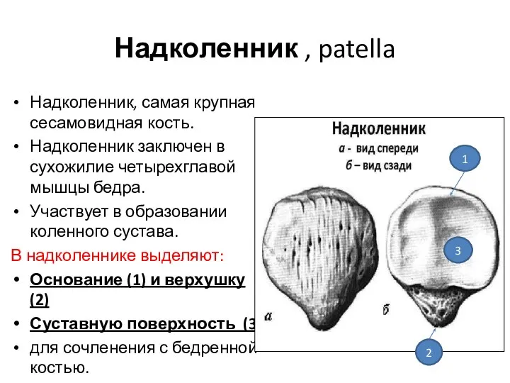 Надколенник , patella Надколенник, самая крупная сесамовидная кость. Надколенник заключен в сухожилие