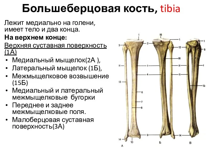 Большеберцовая кость, tibia Лежит медиально на голени, имеет тело и два конца.