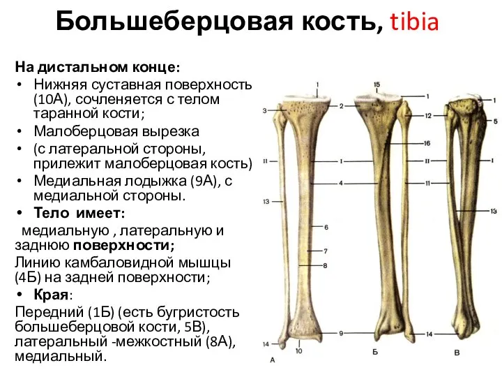 Большеберцовая кость, tibia На дистальном конце: Нижняя суставная поверхность (10А), сочленяется с