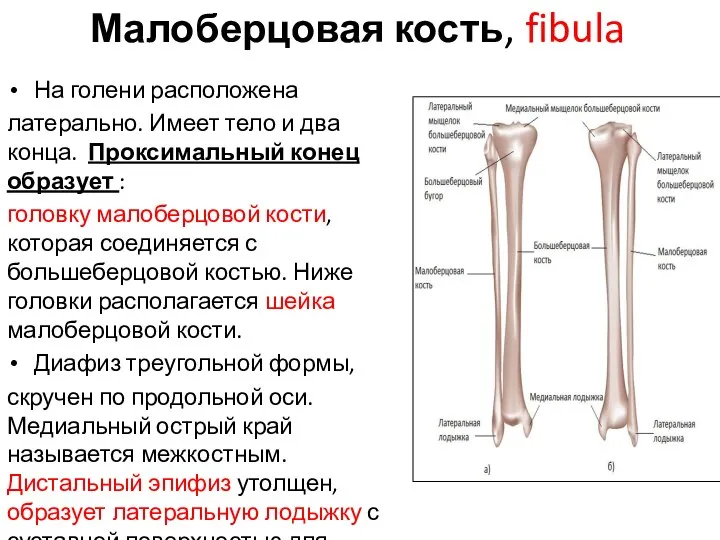 Малоберцовая кость, fibula На голени расположена латерально. Имеет тело и два конца.