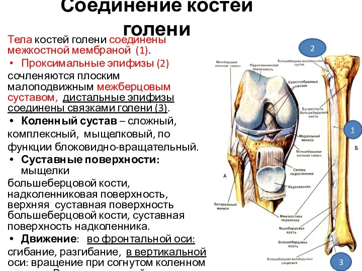 Соединение костей голени Тела костей голени соединены межкостной мембраной (1). Проксимальные эпифизы