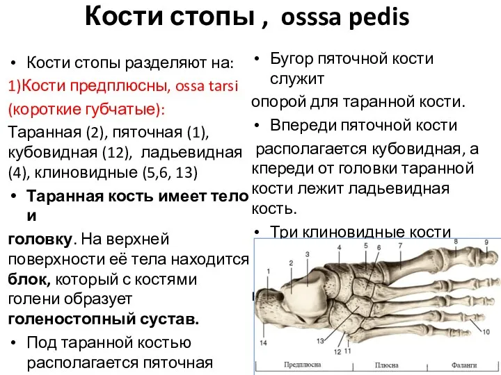 Кости стопы , osssa pedis Кости стопы разделяют на: 1)Кости предплюсны, ossa