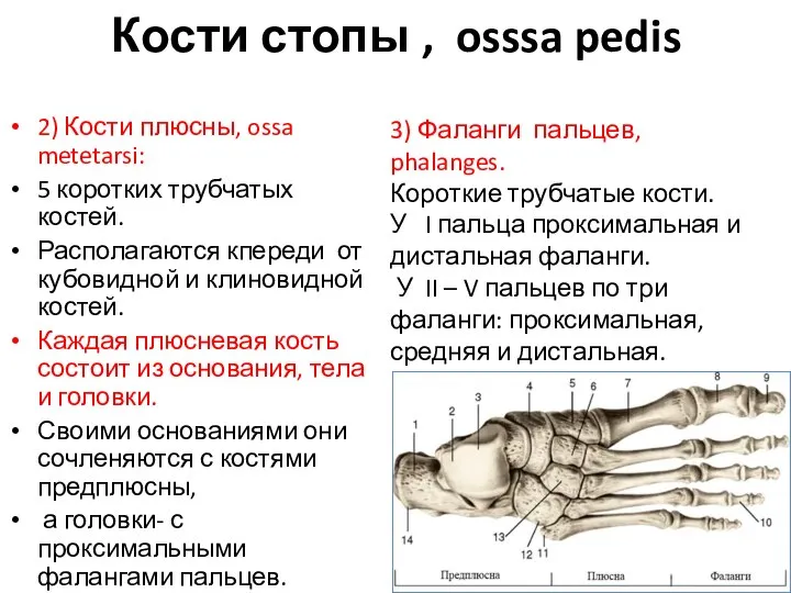 Кости стопы , osssa pedis 2) Кости плюсны, ossa metetarsi: 5 коротких