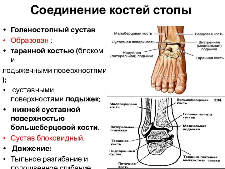 Соединение костей стопы Голеностопный сустав Образован : таранной костью (блоком и лодыжечными