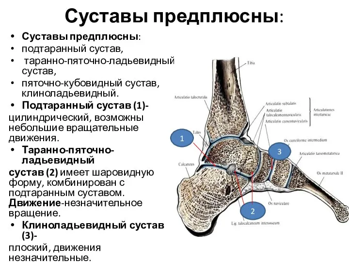 Суставы предплюсны: Суставы предплюсны: подтаранный сустав, таранно-пяточно-ладьевидный сустав, пяточно-кубовидный сустав, клиноладьевидный. Подтаранный